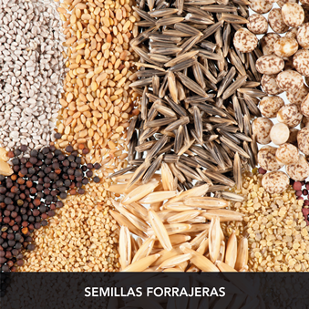 semillas-forrajeras